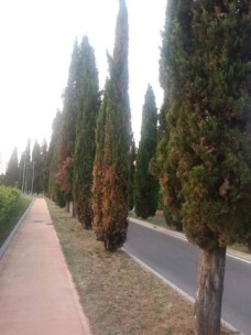 cipressi cimitero Desenzano (360 x 480)